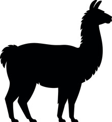 Obraz premium Black llama silhouette standing animal mammal