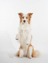 The dog sits with both front paws lifted. Balanced pose shows off alert behavior.