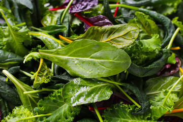 Mixed of fresh vegetable green leaves, including green kale and red-veined chard. 