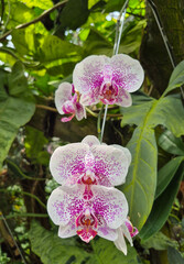 Delicate orchids bloom gracefully among lush green leaves and gnarled branches in a sunlit garden.