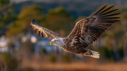 A majestic eagle soaring gracefully in the sky, showcasing its powerful wings and keen eyesight. Nature's stunning beauty in flight.