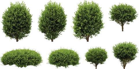 Set of lush green shrubs and small trees with various shapes, foliage density, and landscaping design for garden illustration use.