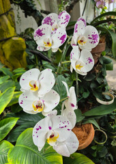 Delicate orchids bloom gracefully among lush green leaves and gnarled branches in a sunlit garden.