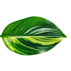 Macro Tropical Leaf With Variegated Green and Yellow Stripes Isolated on Transparent Background Soft Lighting