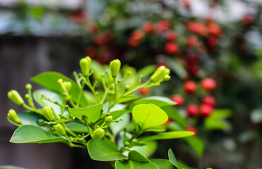 Close-up of Murraya paniculata flower buds and green leaves with soft natural background bokeh