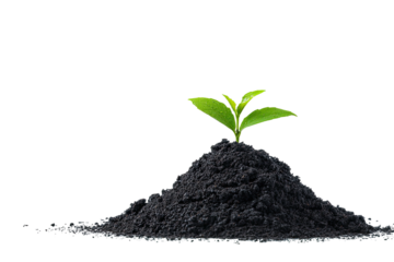 Sprout rises from dark soil; simple, new life