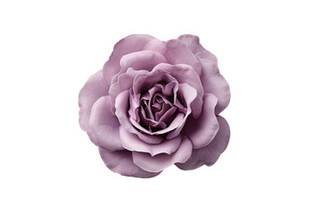 Dusky rose blossom, petals layered, black background