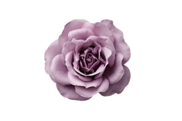 Dusky rose blossom, petals layered, black background