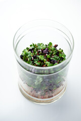 Close up of Confetti Mix Radish Micro Greens Growing on Coco mat