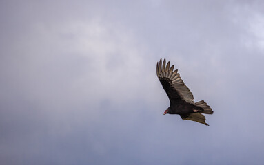 Obraz premium A turkey vulture gliding in open sky with wings outstretched, showing the contrast of dark feathers and pale wing edges against a cloudy gray background.