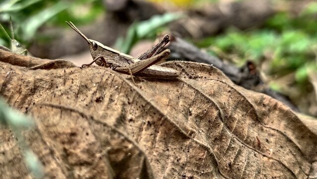 grasshopper on the tree