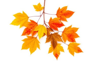 Crisp, vibrant autumn leaves on pure white background, leaves, fall