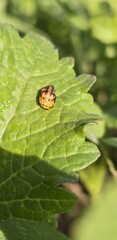 ladybug on leaf