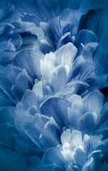 Floral vertical spring background.  Peonies flowers and petals flowers. Close-up.  Greeting card.  Nature.