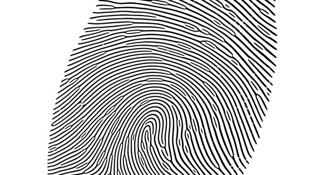 Close-up of a fingerprint showing the intricate patterns of ridges and valleys.
