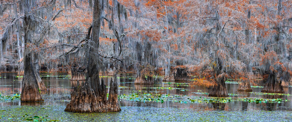 Panoramic view of Bald cypress trees at Caddo Lake state park during autumn in Texas.