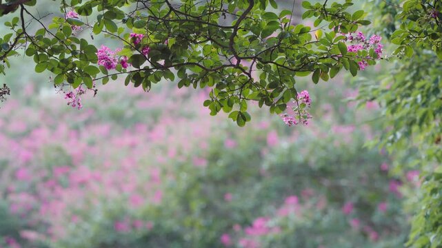 The view of the Lagerstroemia indica in Myeongokheon Garden. 담양 명옥헌 원림의 베롱나무 풍경.