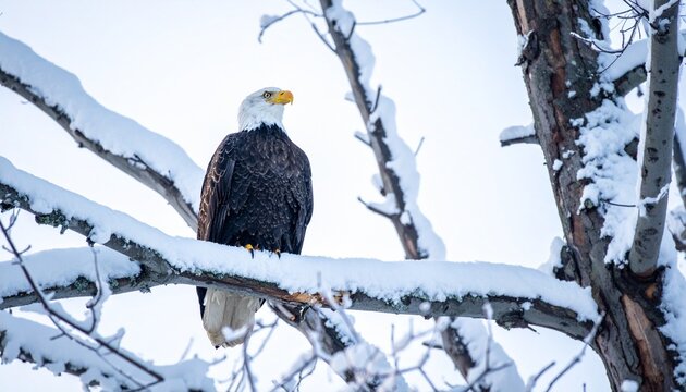 A majestic bald eagle perches on a snow-covered tree branch, its white head and brown body standing out against the bright, wintery sky.