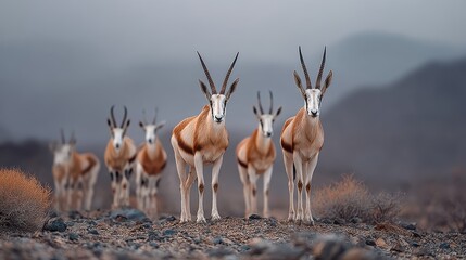 A captivating image of a group of antelopes standing in a rugged landscape, showcasing their grace and natural beauty.