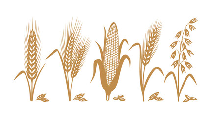 Golden organic vector of an ear of wheat or barley on white.