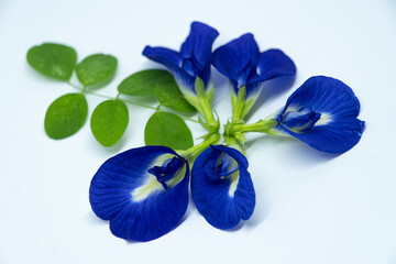 Cluster of Vibrant Blue Butterfly Pea Flowers (Clitoria ternatea/Bunga Telang) on White Background