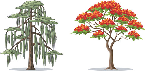 Illustrations of Two Beautiful Vector Trees: A Detailed Weeping Willow with Cascading Leaves and a Flamboyant or Flame Tree with Vibrant Red-Orange Blossoms, Isolated on White.