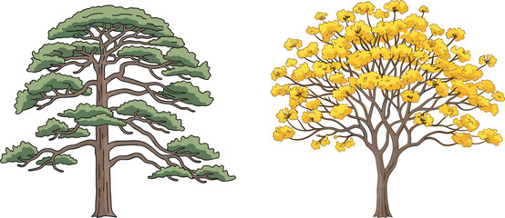 Broad-crowned evergreen pine and vibrant yellow flowering tree vector illustration set, perfect for landscape, botanical, park, and natural environment design elements on white.