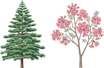 Lush evergreen pine tree and vibrant pink trumpet flower tree vector illustration set, nature, botany, forestry, and ornamental garden design elements on white background.
