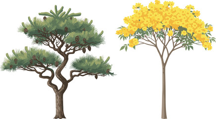evergreen pine and bright yellow flowering tree vector illustration set, nature, botany, ornamental garden, park, and landscape design elements on white background.evergreen pine and bright yellow 