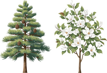 Vector illustration set of an evergreen pine tree with cones and a blooming white magnolia tree, nature, forestry, botanical, and ornamental garden design elements on white.