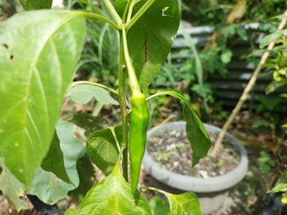 Chilli tree in the garden