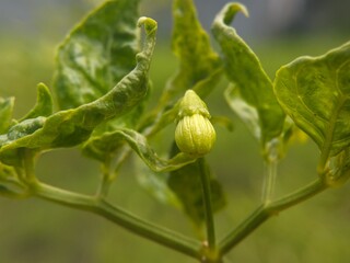 Young Chili Pepper Bud on Plant with Curled Leaves – Macro Close-Up