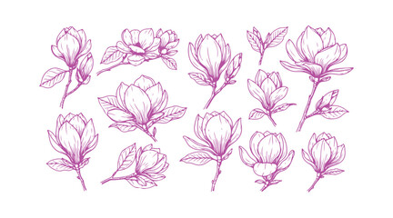 Botanical hand-drawn collection of magnolia flowers on white backgrounds.