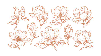 floral illustrations featuring detailed magnolia drawings.