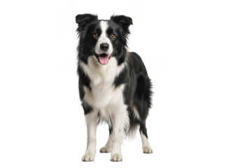 Full body border collie dog standing portrait, stock photo, pet animal photography, breed, canine, isolated image on transparent background