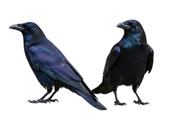 Naklejka premium Two raven bird standing side by side stock photo, wildlife photography, ornithology, birdwatching image, raven illustration, raven art isolated on transparent background