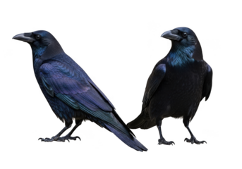 Two raven bird standing side by side stock photo, wildlife photography, ornithology, birdwatching image, raven illustration, raven art isolated on transparent background