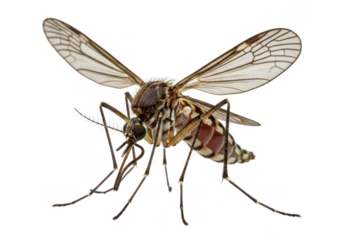 Detailed close-up of a mosquito insect vector carrier pest dangerous zika virus malaria isolated on transparent background
