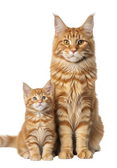 Adorable maine coon cat and kitten duo portrait cutout, ginger tabby cats, pet photography, feline friends isolated on transparent background