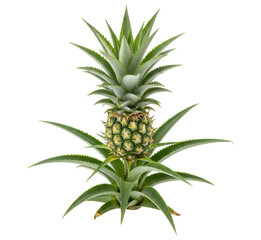 Obraz premium Miniature green pineapple fruit growing on its plant structure on transparent background