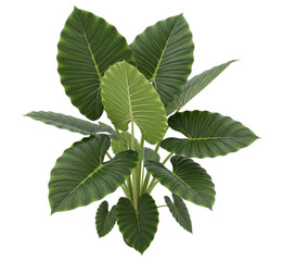 Fototapeta premium Lush alocasia plant with green leaves on transparent background