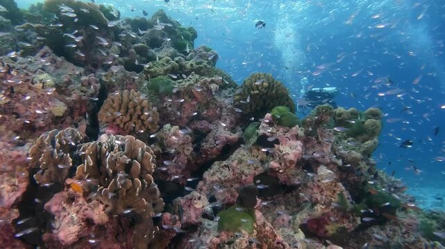 Underwater scubadiving scenery of hard corals on rocky formation and a massive school of glassfishes in cinematic slow-motion, high resolution