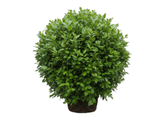 Perfectly Rounded Green Leafy Shrub With Dark Soil Base Isolated On Black Background Detailed Texture Of Small Oval Leaves With Water Droplets Visible