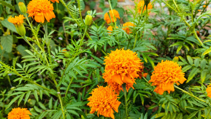 Vibrant Orange Marigold Flowers in Lush Green Garden.