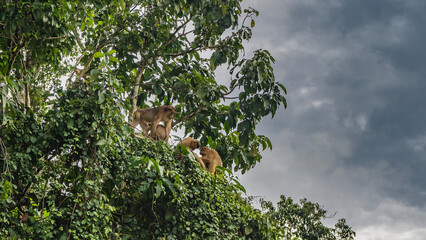A family of monkeys is resting in a tree. Primates sit on branches, among green leaves, take care of each other, clean their fur. Clouds in the sky. Malaysia. Borneo. Kinabatangan Nature Reserve