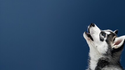 Puppy looking upward against deep blue background.  A profile view of a husky puppy