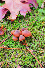 chip cherry or redlead roundhead (Leratiomyces ceres)

