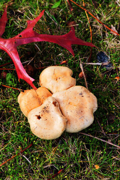 fairy ring mushroom, fairy ring champignon or Scotch bonnet (Marasmius oreades)
