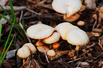 fairy ring mushroom, fairy ring champignon or Scotch bonnet (Marasmius oreades)
