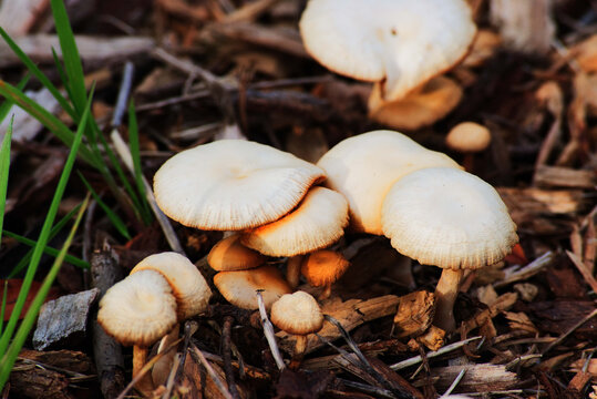 fairy ring mushroom, fairy ring champignon or Scotch bonnet (Marasmius oreades)